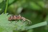 Rhagium sycophanta